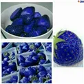 عکس/ تغییر رنگ توت فرنگی از قرمز به آبی