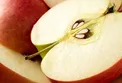 دانه ای که خوردن آن مرگ حتمی انسان را به دنبال دارد!