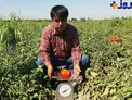 تولید گوجه فرنگی 900 گرمی در علی آباد کتول +عکس