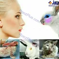 بلای عجیبی که لوازم آرایش بر سر حیوانات می آورد/عکس