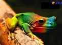 قورباغه رنگین کمان +عکس