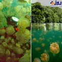 دریاچه عروس دریایی ها !+عکس