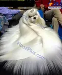 زیباترین سگ جهان با موهای ابریشم! +عکس