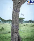 استتار عجیب و جالب یک یوز پلنگ+ عکس