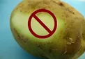 هرگز این قسمت سیب زمینی را نخورید!