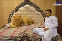 وقتی شیر حیوان خانگی می‌شود! +عکس