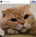رونمایی نیما شعبان نژاد از حیوان خانگی اش+عکس