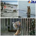 عکس/ بچه ببر سیبری، حیوان خانگی یک زوج جوان
