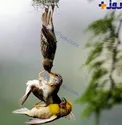 صحنه ای بینظیر  از معنای خانواده و حمایت+عکس