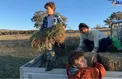 خواهر نیکول کیدمن مشغول کار در مزرعه + عکس