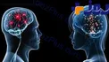 10 تفاوت اصلی بین مغز زنان و مردان که نمی دانستید