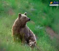 دیدار عاشقانه خرس مادر و توله اش+عکس