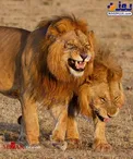 خنده دو شیر درنده+عکس