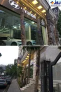 عکس/ قطع درختان در زعفرانیه بخاطر ویترین نمایشگاه ماشین!