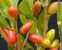 میوه ای عجیب با خاصیت جادویی/عکس