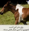 اسبی که روی بدنش یک اسب دیگر است!+عکس