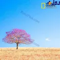 تک درختی زیبادر بونا (Boonah)، منطقه‌ای دیدنی در استرالیا+عکس
