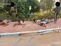 اشغالگران دستگیر شده که به اسارت نیروهای مقاومت درآمدند/ عکس