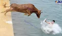 شیرجه گاو به داخل آب +عکس
