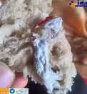 مارمولک در لابه لای خمیر نان+ عکس