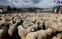 عکس/ اعتراض گوسفندی در فرانسه!