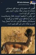غنیمت جنگی ایران و عراق برای یک آهو +عکس