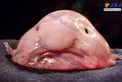 حباب ماهی؛ زشت ترین ماهی دنیا /عکس