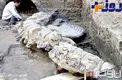 کوسه پنج میلیون ساله +عکس