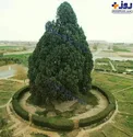 عکس/ قدیمی ترین موجود ز‌نده ایران