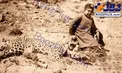 شکار پلنگ وحشی توسط شاه در کودک +عکس