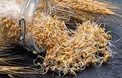جوانه گندم و این همه خاصیت