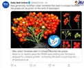 نوع جدیدی از گوجه که می‌توان در آپارتمان‌ها کاشت! +عکس