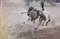 نگاه وحشت زده گاو یالدار در چنگال کفتار