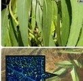 تنها گیاهی درجهان که طلا دارد +عکس