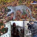 کشف لاشه یک پلنگ در شهرستان نور مازندران/عکس