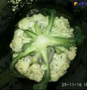 عکس/ ماري که در کلم جاخوش کرده است