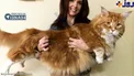 گربه ی 120 سانتی!/عکس
