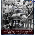 شکار یک گوریل با نیزه +عکس
