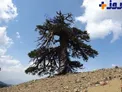 کهنسال ترین موجود زنده در اروپا را بشناسید +عکس