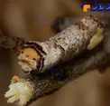 استتار عجیب این حشره ! + عکس