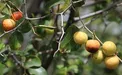 با میوه کُنار و خواص آن برای سلامتی آشنا شوید