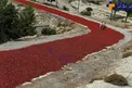 خشک کردن فلفل قرمز در ترکیه +عکس