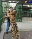 گلاویز شدن ببر با قوی‌ترین مرد جهان +عکس