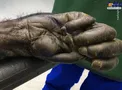 عکسی عجیب از دست یک شامپانزه !