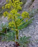 با خواص گیاه دارویی آنغوزه آشنا شوید