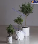 عکس/ گلدانی که همراه با گیاه رشد میکند