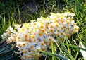 گلی که خواص ضد سرطانی دارد!