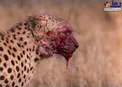 عکسی وحشتناک از یوزپلنگ پس از خوردن شکار