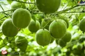 شیرین ترین ماده جهان؛میوه ای شبیه به گردو+عکس