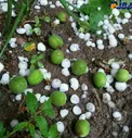 عکس/ خسارت تگرگ به باغات میوه مشگین شهر